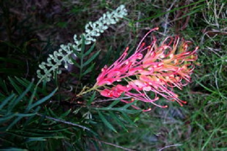 紅花銀樺