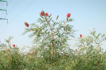 紅花銀樺