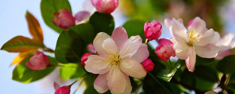 海棠花幾月發芽