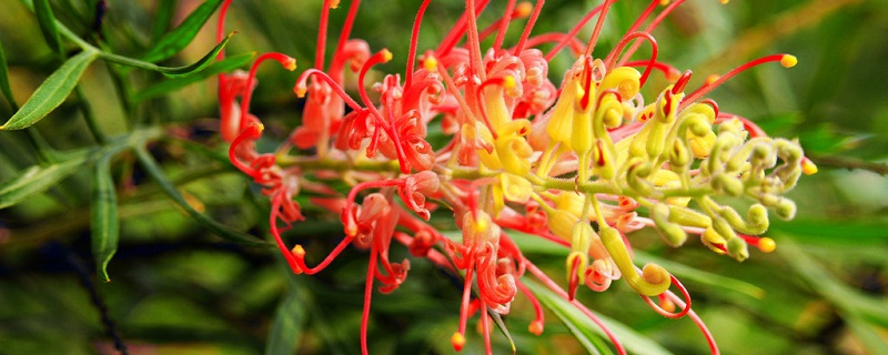 紅花銀樺的養殖方法