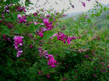 胡枝子開花