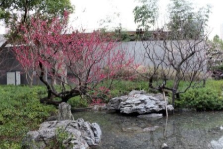 養于庭院中的梅花