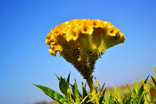 雞冠花能在室內養嗎