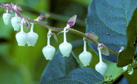 白珠樹(shù)植株