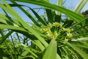 家里養(yǎng)水竹風(fēng)水好嗎？