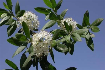 照山白開花