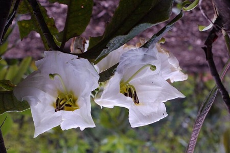 百合花杜鵑