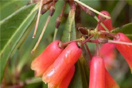 管花杜鵑的養殖方法