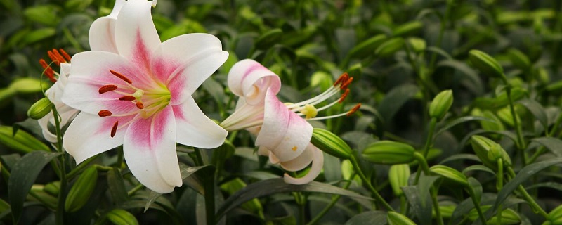 百合花杜鵑怎么養