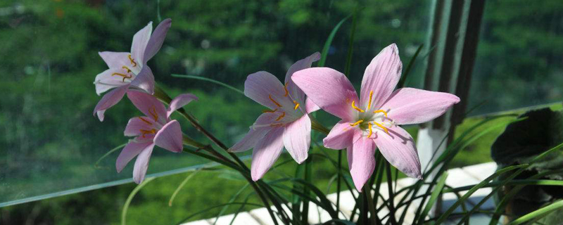 風雨蘭的花語