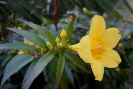 法國(guó)香水茉莉