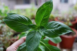 幾塊錢的花擺在廚房里，隨手揪點扔菜里，超好吃！