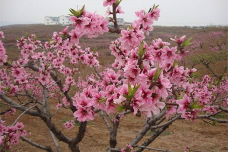 地栽桃樹