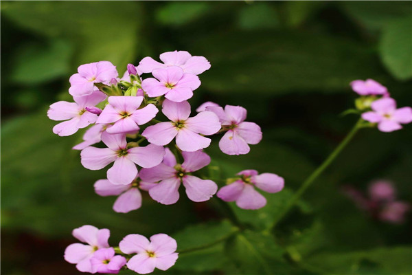 藍(lán)香芥的花語和文化寓意