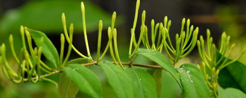 盆栽金銀花的種植方法，時間和種植條件