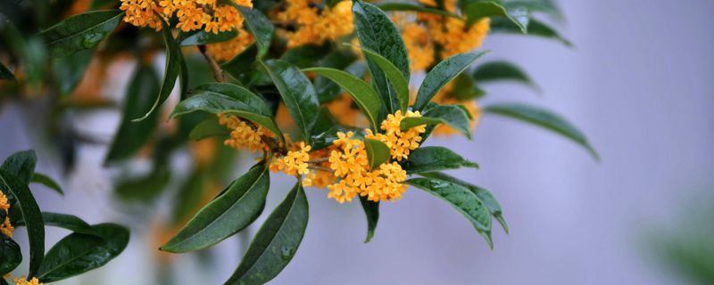 桂花樹(shù)移植怎保成活