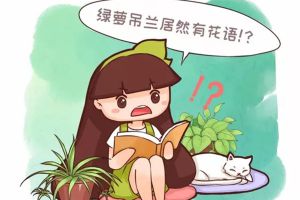 綠蘿吊蘭也有花語？養了大半輩子，你竟然不知道