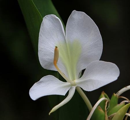 姜花花瓣