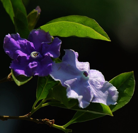 雙色茉莉無毒