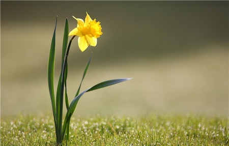 水仙花的花語大全