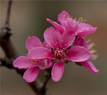 桃花