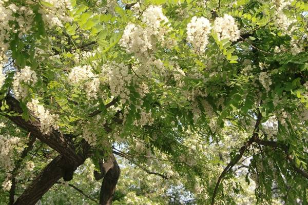 槐花的花語(yǔ)和文化寓意