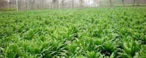 貢菜種植枝術(shù)，貢菜新鮮的長什么樣子