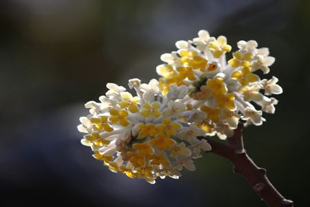 結香花有毒嗎