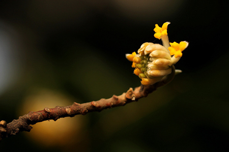 結香花