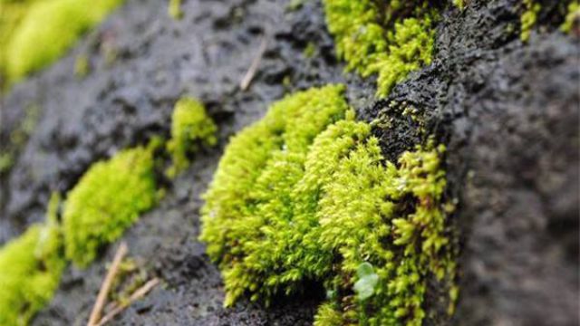 苔蘚植物有什么作用