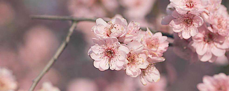 梅花怎么種植和養護，怎么繁殖