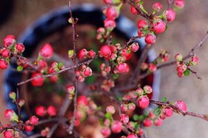 過(guò)年逛“花市”，這“3種”花要避開(kāi)，買(mǎi)回家根本養(yǎng)不活！