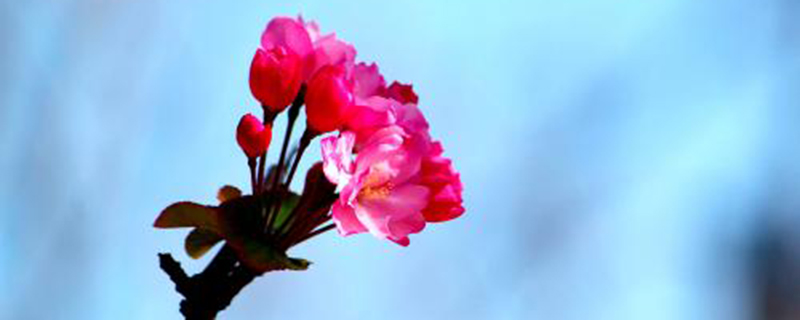 家里養海棠花有什么好處