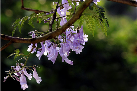 藍花楹