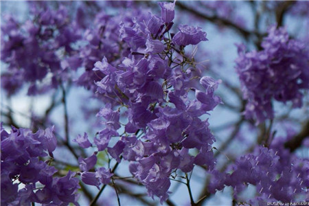 藍(lán)花楹