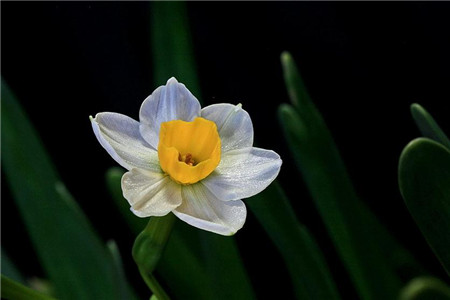 家里養水仙花需要注意什么