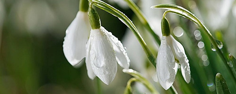 雪滴花的養殖方法和注意事項