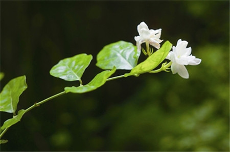 哪些花兒適合室內擺放：茉莉花