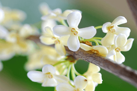 桂花的養殖方法