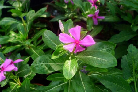 花盆質(zhì)量過(guò)輕的