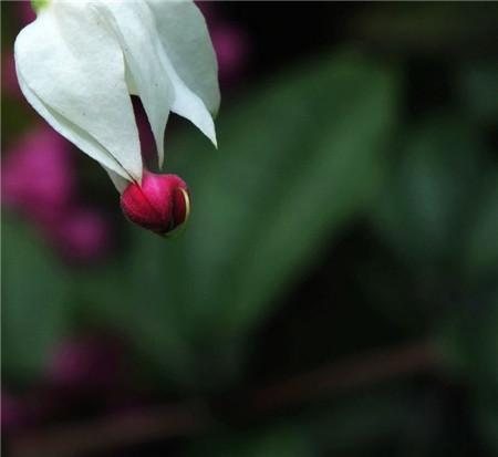 龍吐珠的花語：珍貴純潔、內心熱誠