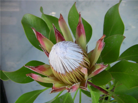 帝王花還可以泡茶喝