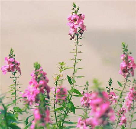 金魚草的花語是什么