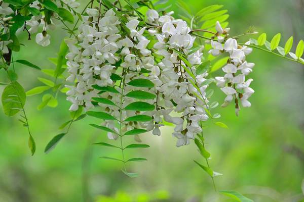 槐花茶-生活養生不可少