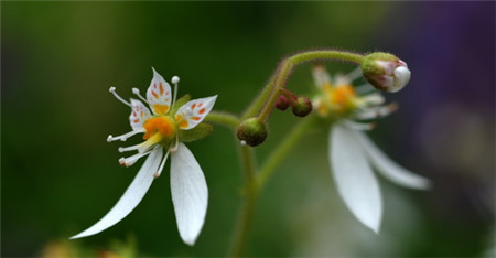 虎耳草的花語