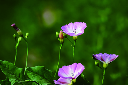 牽牛花