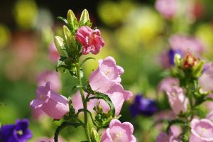 風鈴草的花語及傳說