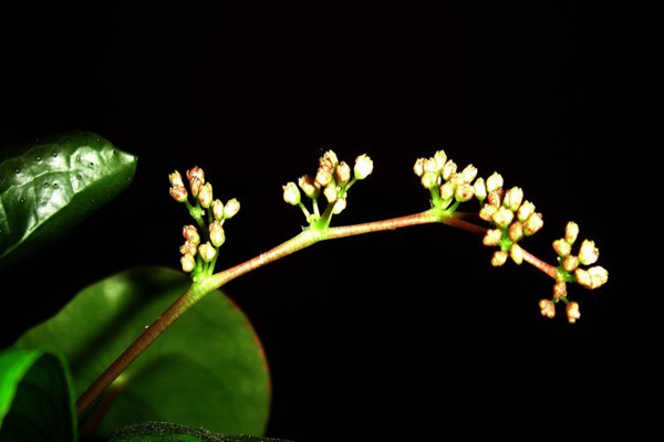 鏡面草的花語是什么