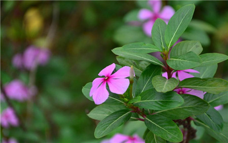 長春花的花語