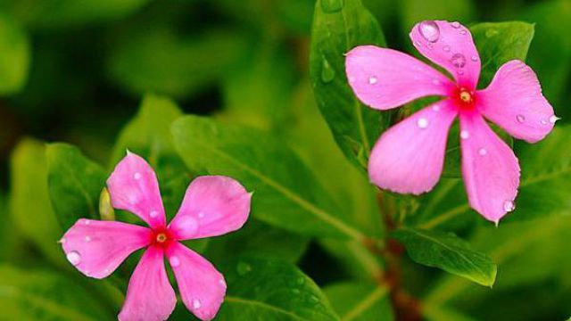 長春花的花語及傳說